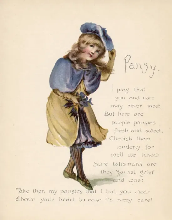 Framed Print : Pansy / Language of Flowers Framed Print : Pansy / Language of Flowers