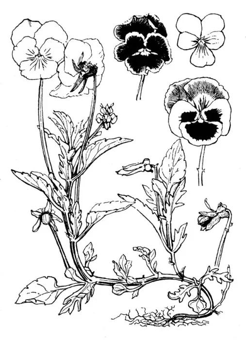 Framed Print : Pansy, Viola Framed Print : Pansy, Viola