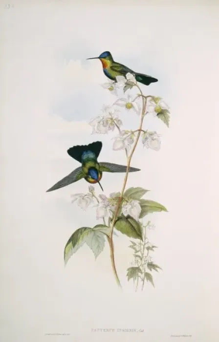 Framed Print : Panterpe insignis, fiery-throated hummingbird Framed Print : Panterpe insignis, fiery-throated hummingbird