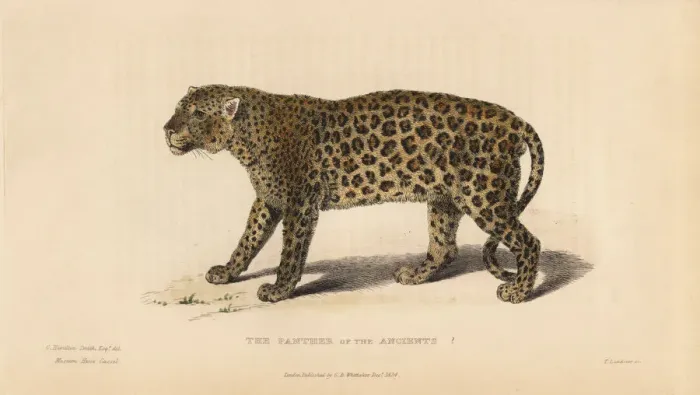 Framed Print : Panther of the Ancients? (Panthera pardus) Framed Print : Panther of the Ancients? (Panthera pardus)