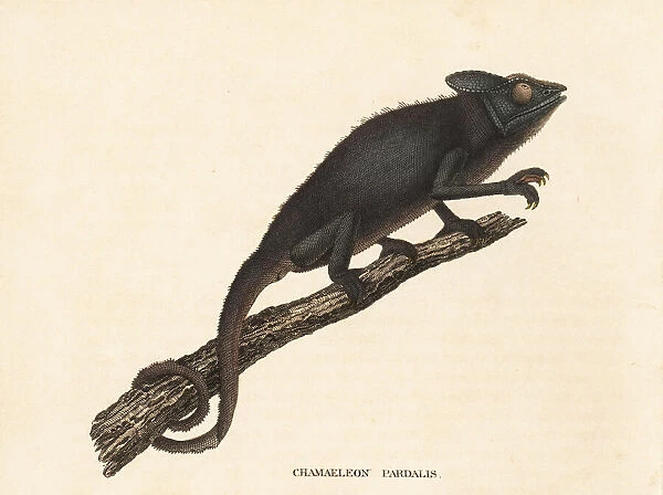 Panther chameleon, Furcifer pardalis