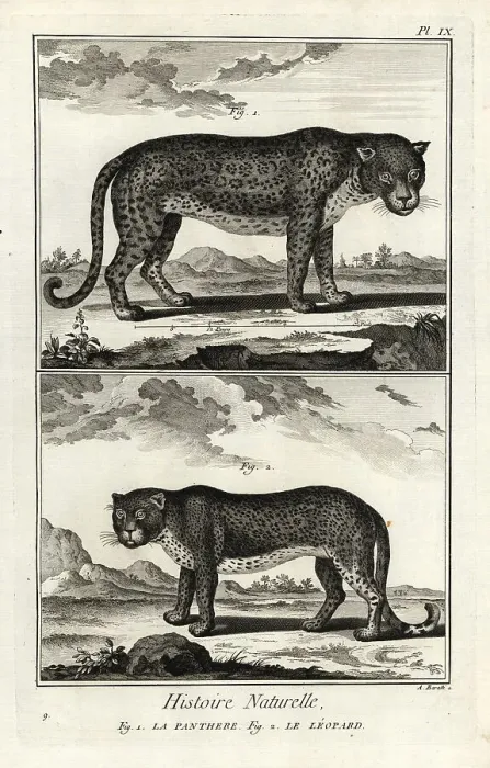 Framed Print : Panther or leopard, vulnerable Framed Print : Panther or leopard, vulnerable