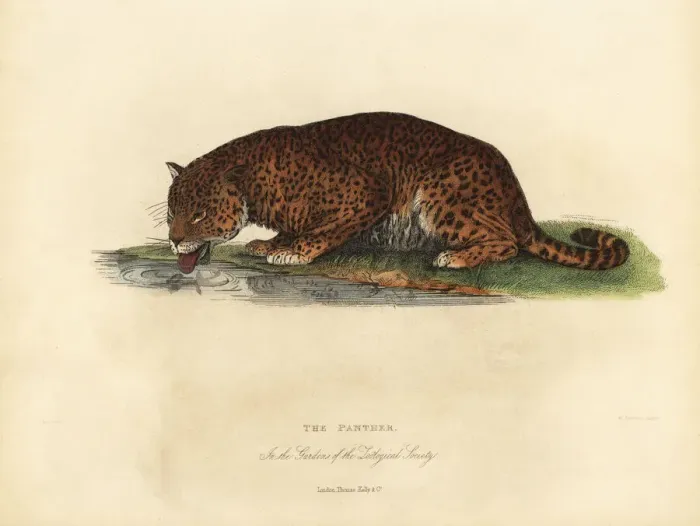 Framed Print : Panther, Panthera pardus or Panthera onca Framed Print : Panther, Panthera pardus or Panthera onca