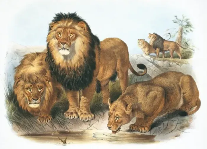 Framed Print : Panthera leo, lion Framed Print : Panthera leo, lion