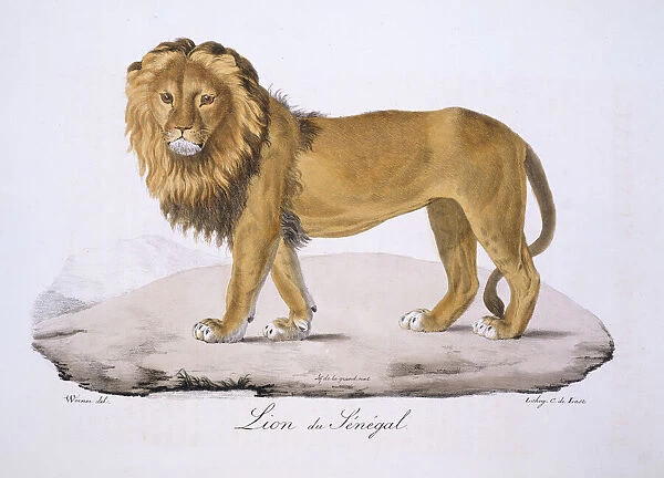 Panthera leo senegalensis, West African Lion