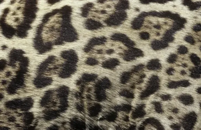 Framed Print : Panthera onca, jaguar Framed Print : Panthera onca, jaguar