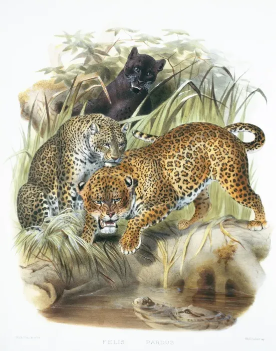 Framed Print : Panthera pardus, leopard Framed Print : Panthera pardus, leopard