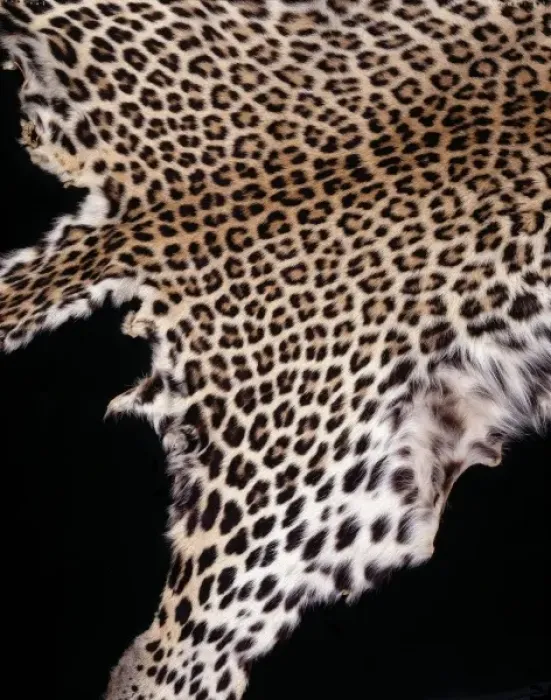 Framed Print : Panthera pardus pardus, African leopard Framed Print : Panthera pardus pardus, African leopard