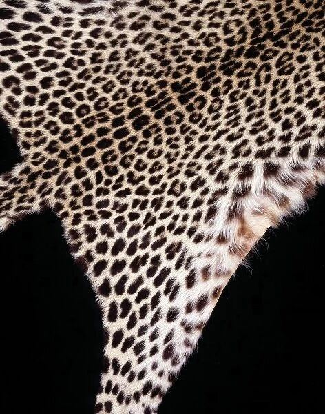 Panthera pardus pardus, African leopard