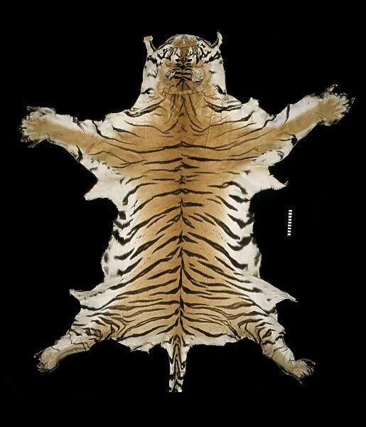 Panthera tigris corbetti, Indochinese tiger