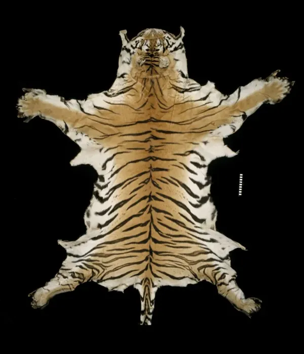 Framed Print : Panthera tigris corbetti, Indochinese tiger Framed Print : Panthera tigris corbetti, Indochinese tiger