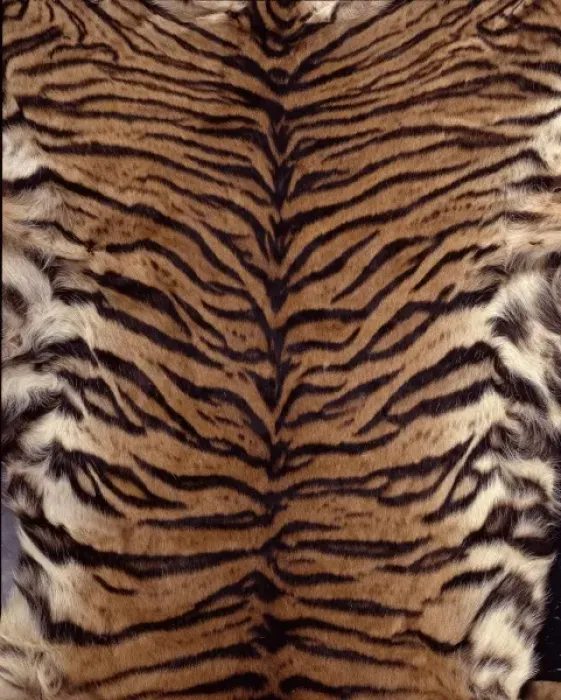 Framed Print : Panthera tigris sumatrae, Sumatran tiger Framed Print : Panthera tigris sumatrae, Sumatran tiger