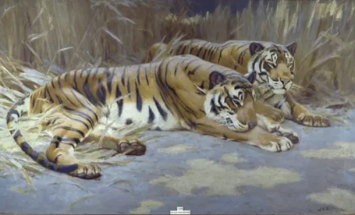 Framed Print : Panthera tigris, tiger Framed Print : Panthera tigris, tiger