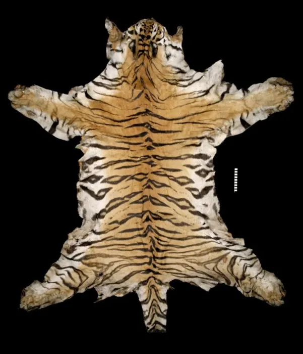 Framed Print : Panthera tigris tigris, Bengal tiger Framed Print : Panthera tigris tigris, Bengal tiger