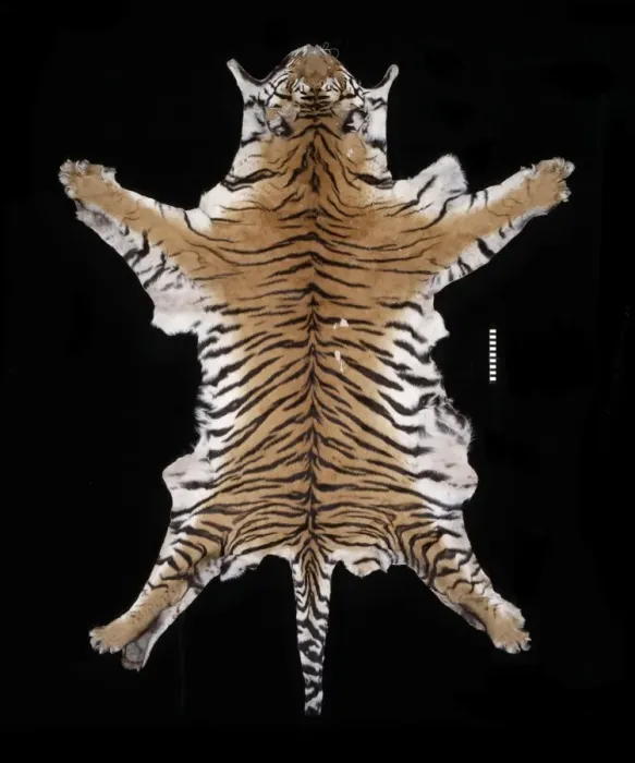Framed Print : Panthera tigris tigris, Bengal tiger Framed Print : Panthera tigris tigris, Bengal tiger