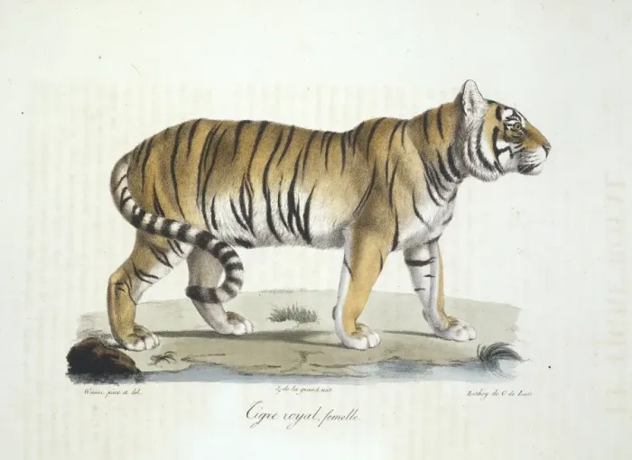 Framed Print : Panthera tigris tigris, Bengal tiger Framed Print : Panthera tigris tigris, Bengal tiger