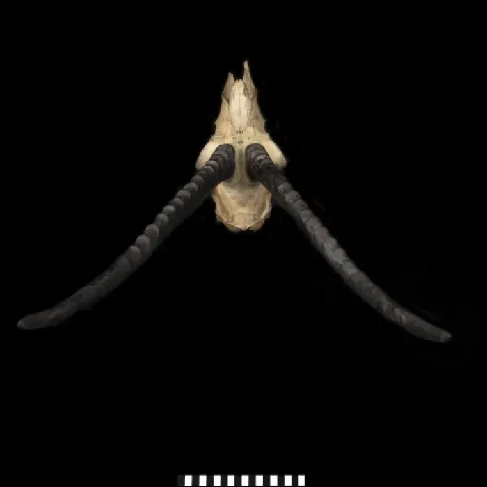 Framed Print : Pantholops hodgsonii (Tibetan antelope or chiru) Framed Print : Pantholops hodgsonii (Tibetan antelope or chiru)
