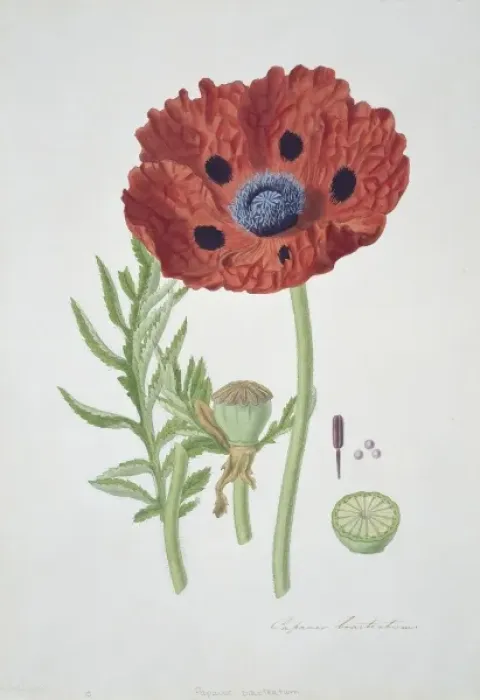 Framed Print : Papaver bracteatum, Oriental poppy