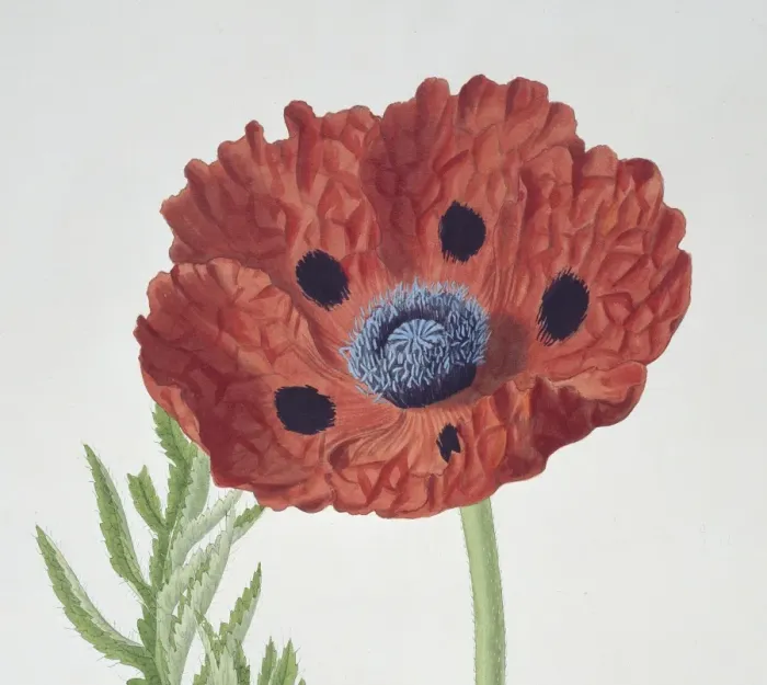 Framed Print : Papaver bracteatum, Oriental poppy (detail) Framed Print : Papaver bracteatum, Oriental poppy (detail)