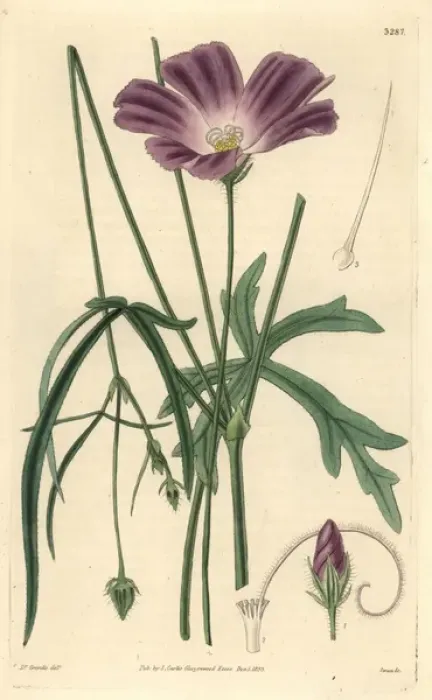 Framed Print : Papaver-like or poppy flowered nuttalia, Nuttallia Framed Print : Papaver-like or poppy flowered nuttalia, Nuttallia