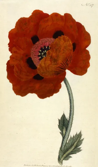 Framed Print : Papaver Orientale or Eastern Poppy Framed Print : Papaver Orientale or Eastern Poppy