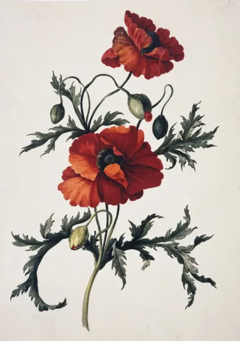 Framed Print : Papaver orientale, oriental poppy Framed Print : Papaver orientale, oriental poppy