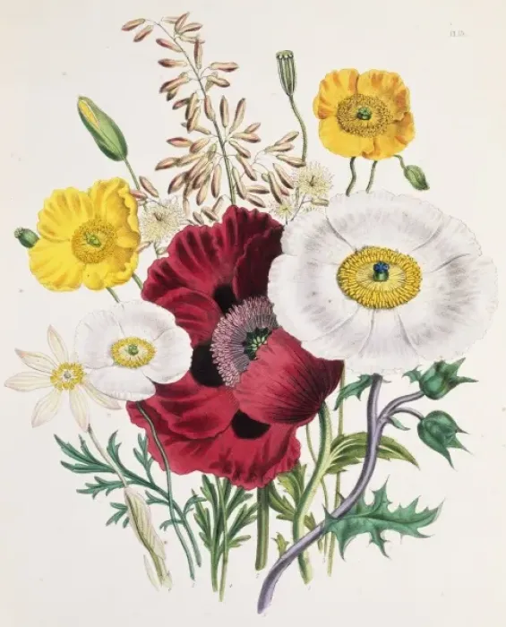Framed Print : Papaver orientale, oriental poppy Framed Print : Papaver orientale, oriental poppy