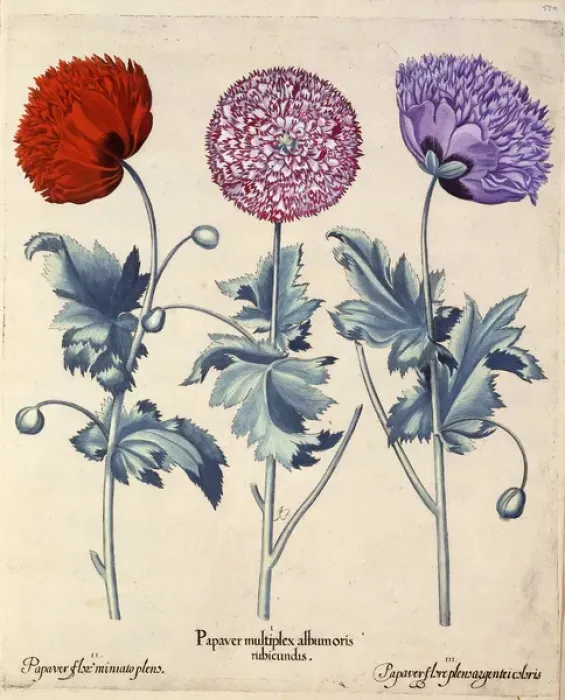 Framed Print : Papaver (Poppy), three varieties Framed Print : Papaver (Poppy), three varieties