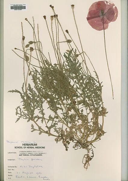 Papaver rhoeas L, common poppy