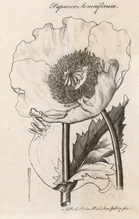 Framed Print : Papaver Somniferum Framed Print : Papaver Somniferum
