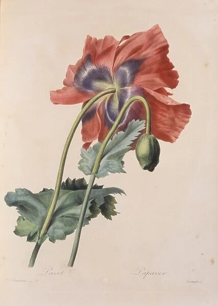 Papaver somniferum, opium poppy