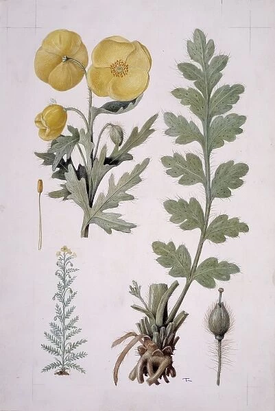 Papaver sp. yellow poppy