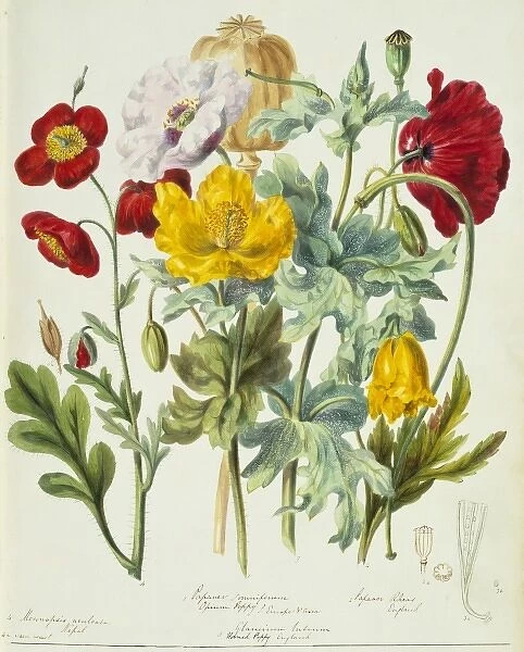 Papaveraceae: poppies
