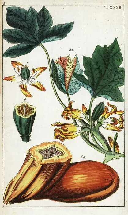 Framed Print : Papaya fruit, section, flowers and leaves, Carica papaya Framed Print : Papaya fruit, section, flowers and leaves, Carica papaya