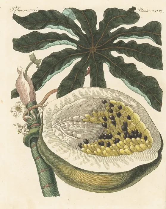 Framed Print : Papaya fruit with seeds, leaf, and flower, Carica papaya Framed Print : Papaya fruit with seeds, leaf, and flower, Carica papaya