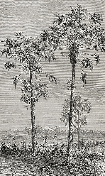 Papaya tree (Carica papaya). Engraving, 19 th century