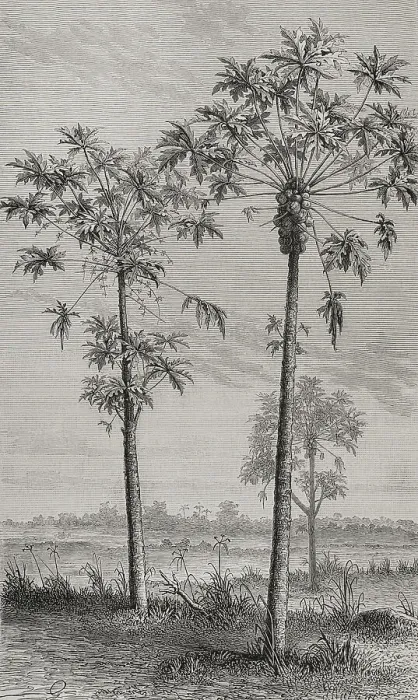 Framed Print : Papaya tree (Carica papaya). Engraving, 19 th century Framed Print : Papaya tree (Carica papaya). Engraving, 19 th century