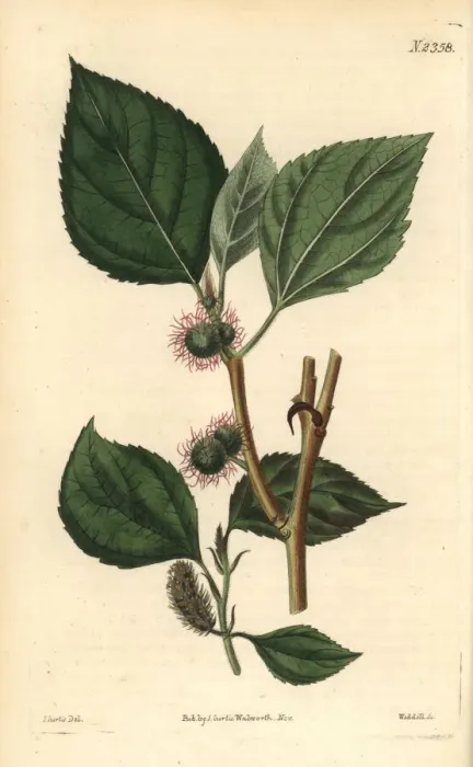 Framed Print : Paper mulberry tree, Broussonetia papyrifera Framed Print : Paper mulberry tree, Broussonetia papyrifera