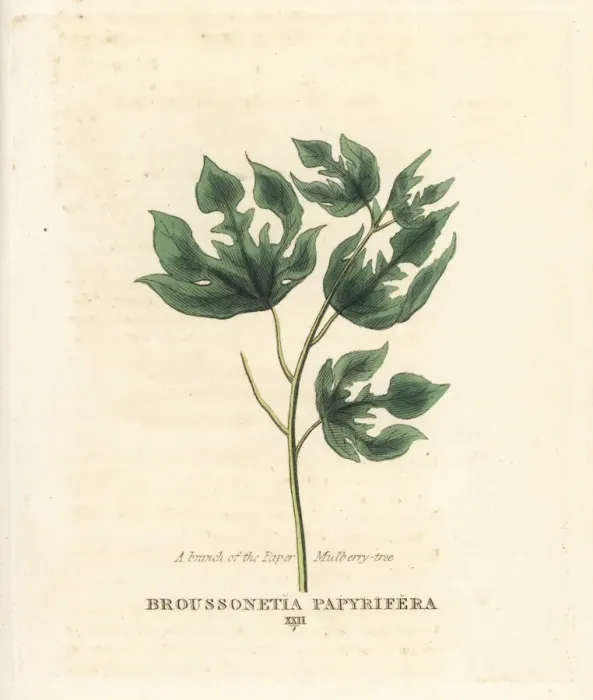 Framed Print : Paper mulberry tree, Broussonetia papyrifera Framed Print : Paper mulberry tree, Broussonetia papyrifera