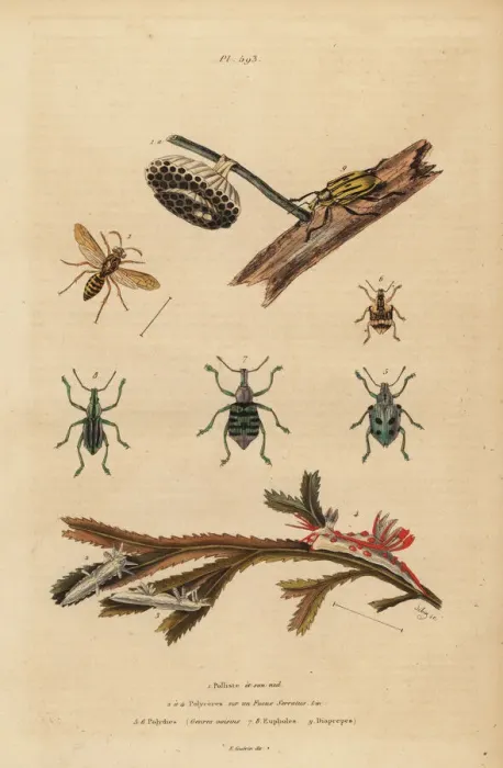 Framed Print : Paper wasp and nest, weevils and sea slugs on seaweed Framed Print : Paper wasp and nest, weevils and sea slugs on seaweed