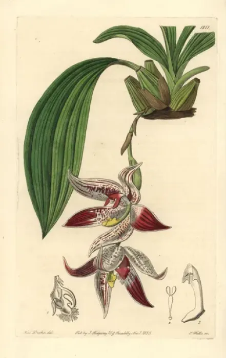 Framed Print : Paphinia cristata orchid Framed Print : Paphinia cristata orchid