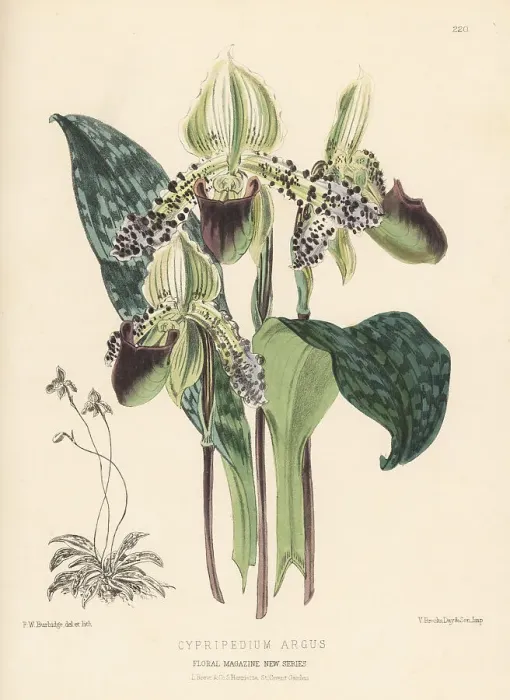 Framed Print : Paphiopedilum argus orchid
