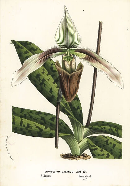 Paphiopedilum dayanum orchid