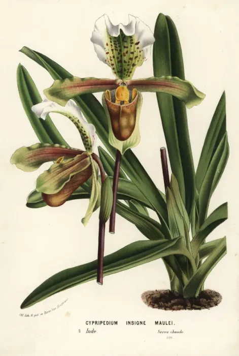 Framed Print : Paphiopedilum insigne orchid Framed Print : Paphiopedilum insigne orchid