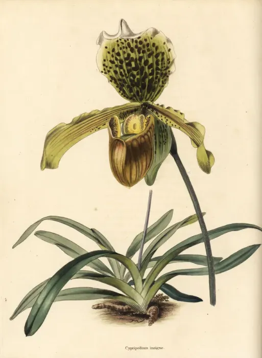 Framed Print : Paphiopedilum insigne orchid Framed Print : Paphiopedilum insigne orchid