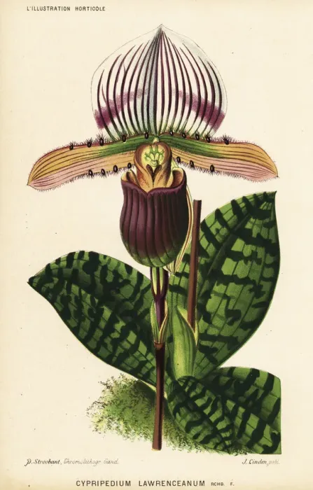 Framed Print : Paphiopedilum lawrenceanum orchid Framed Print : Paphiopedilum lawrenceanum orchid