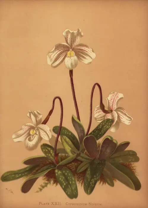 Framed Print : Paphiopedilum niveum orchid Framed Print : Paphiopedilum niveum orchid