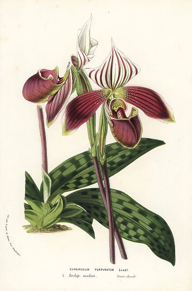 Paphiopedilum purpuratum orchid