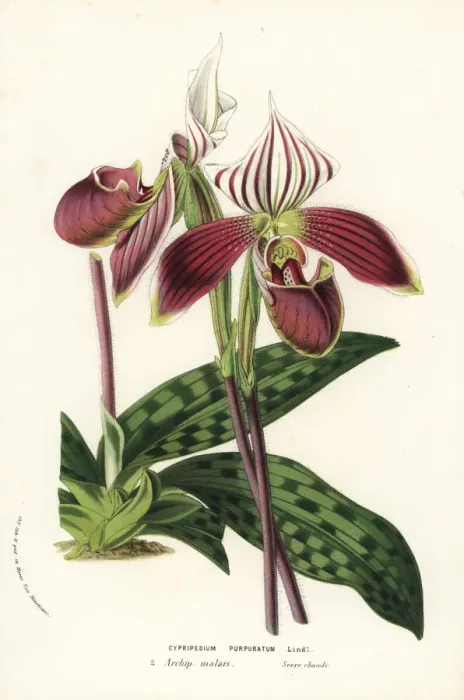 Framed Print : Paphiopedilum purpuratum orchid Framed Print : Paphiopedilum purpuratum orchid