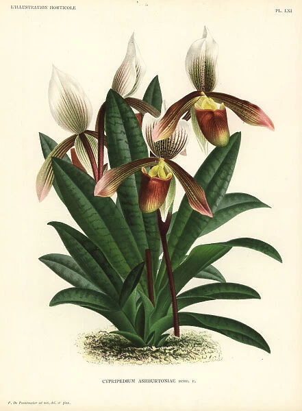 Paphiopedilum x ashburtoniae hybrid orchid